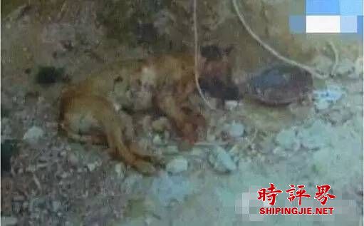 烈性犬咬死六歲女童 父母上前阻止也被咬傷