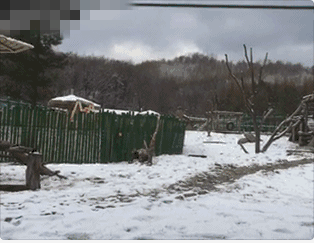 不淡定！四川熊貓見到北方大雪激動成狗 不僅撒歡還刨洞