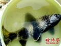 男子釣到怪魚放生，應(yīng)珍視萬物