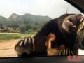 野生動物園的規(guī)則，別拿生命開玩笑