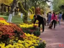 公園菊花遭瘋搶，城市的美離不開心靈美